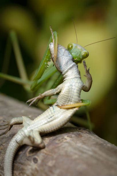 Praying Mantis Fighting Stock Photos Pictures And Royalty Free Images