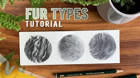 How To Draw Fur Colored Pencil Techniques Sketches Tutorial Brindle