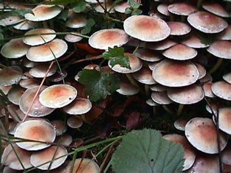 Foto Von Hypholoma Spec Schwefelkopf Gruppe Aus Der Familie