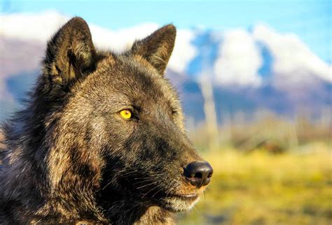 Alaska Wildlife Conservation Center - RV Alaska