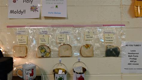 White Bread Mold Experiment Teaches the Importance of Washing Hands