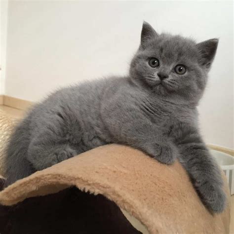 The Ragdoll British Shorthair Mix A Unique Breed Cat Queries