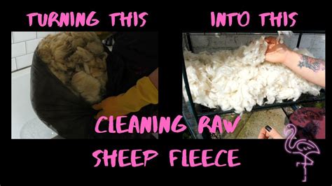 Cleaning Raw Sheeps Wool Youtube