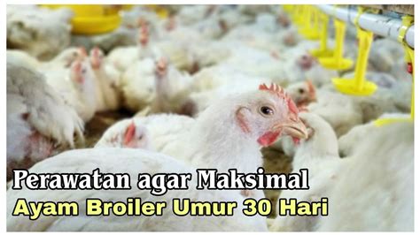 Begini Merawat Ayam Broiler Umur 30 Hari Youtube