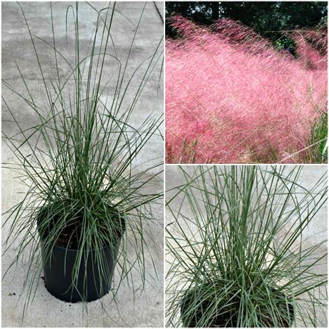 4 Great Grasses For Your Garden Fairview Garden Center