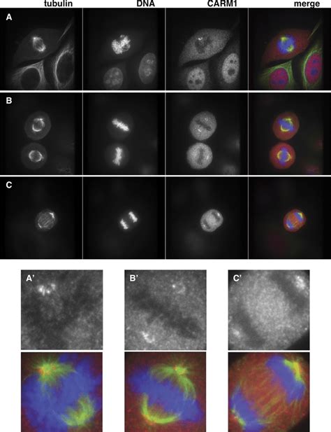 Carm1 Localizes To The Pericentriolar Region During Mitosis Hela Cells