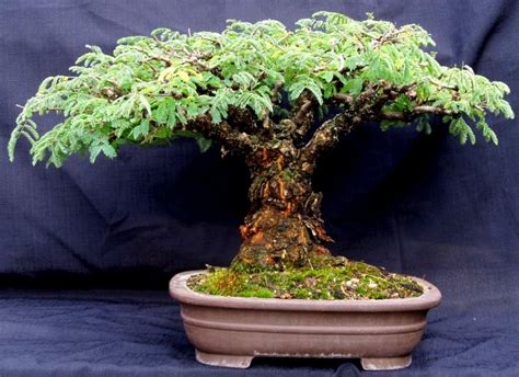 LENNARD'S BONSAI BEGINNINGS.: Acacia bonsai - Africa's pride!