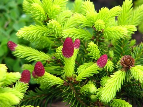 red spruce tree identification - Maurine Khan