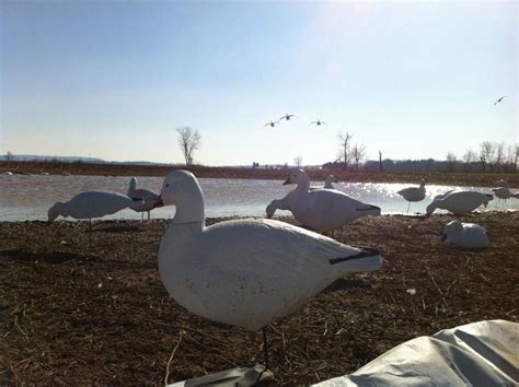 Guided Snow Geese Hunts Trophy Guided Duck And Goose Hunts Pennsylvania Geese At Your Feet