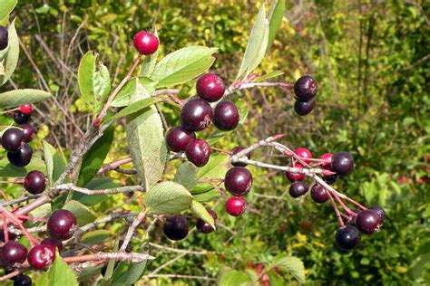 Aronia Floribunda