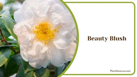 9 White Camellia Garden Flowers to Know About and Grow - Plant America