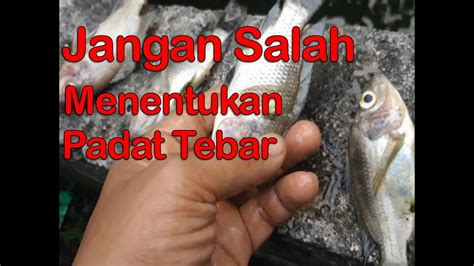 PENGARUH PADAT TEBAR TERHADAP KEMATIAN MASAL IKAN NILA YouTube