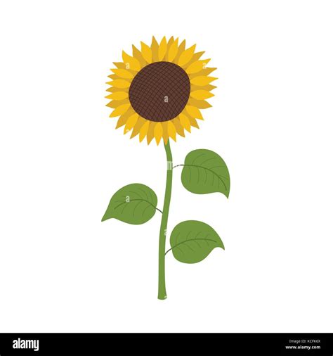 Cartoon sunflower hi-res stock photography and images - Alamy