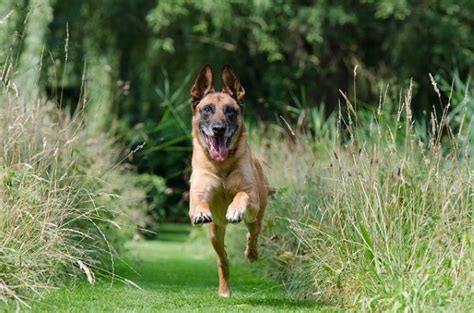 Groenendael Tout Savoir Sur Ce Chien De Berger Belge Noir Blog