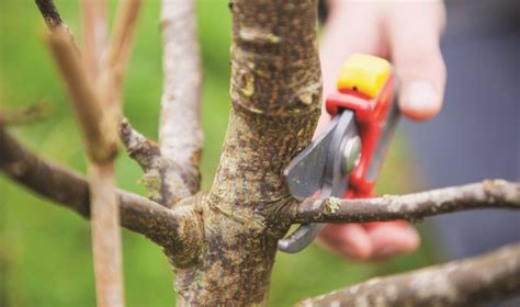 Hoe Snoei Je Een Fruitboom Velt In 2022 Fruitboom Fruitbomen