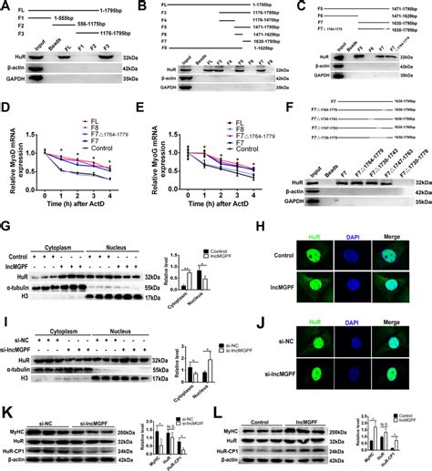 LncMGPF Regulates HuRmediated MRNA Stability Through Its Core Binding