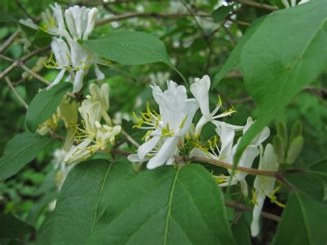 Maryland’s Top Invasive Plant Species Import Harm To Natives