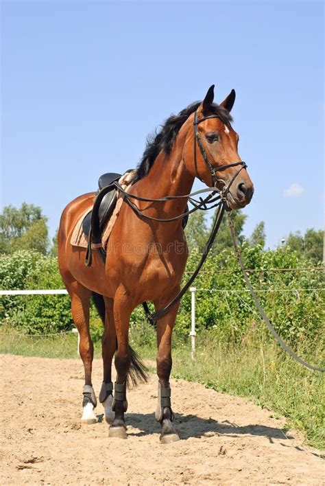 Perfect Arabian Horse Foal Running on Pasturage Stock Image - Image of colt, gallop: 35041509