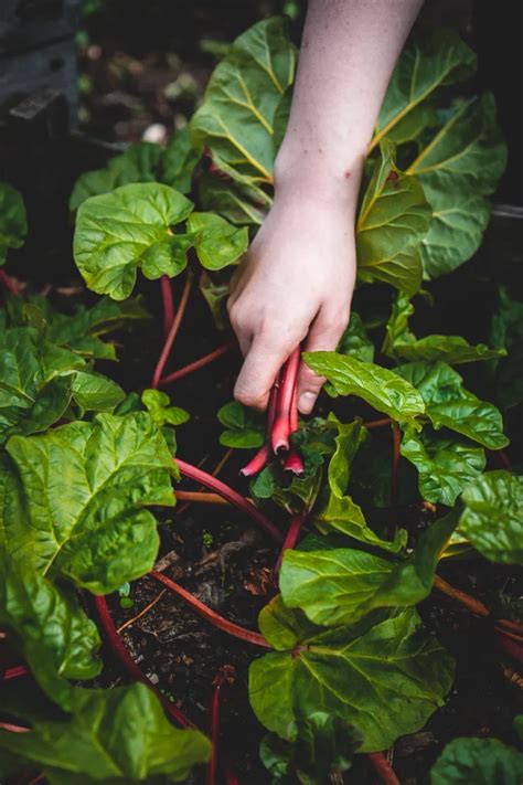 Comment Pailler Un Potager Pour L Hiver Quels Mat Riaux