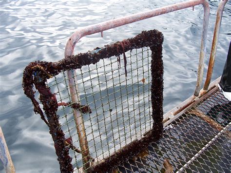 Copper Alloys In Aquaculture