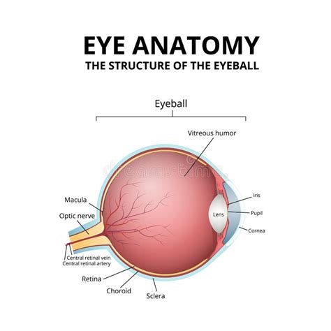 Diagramma Schematico Dell Anatomia Dell Occhio Umano Illustrazione