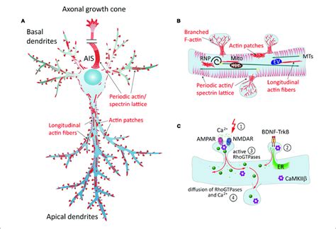 Cytoskeleton Of Neuron Ndrian104