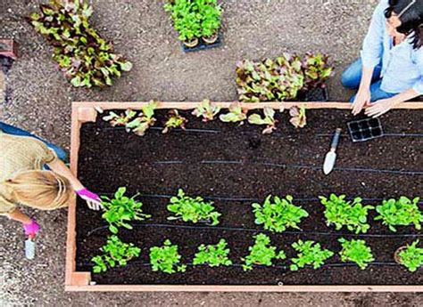 25 DIY Garden Bed Plans To Enhance Garden Look - Susie Harris