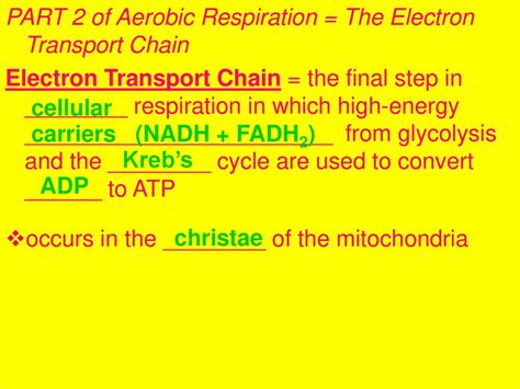 Biology Notes Cell Energy Part 4 Pages Ppt Download