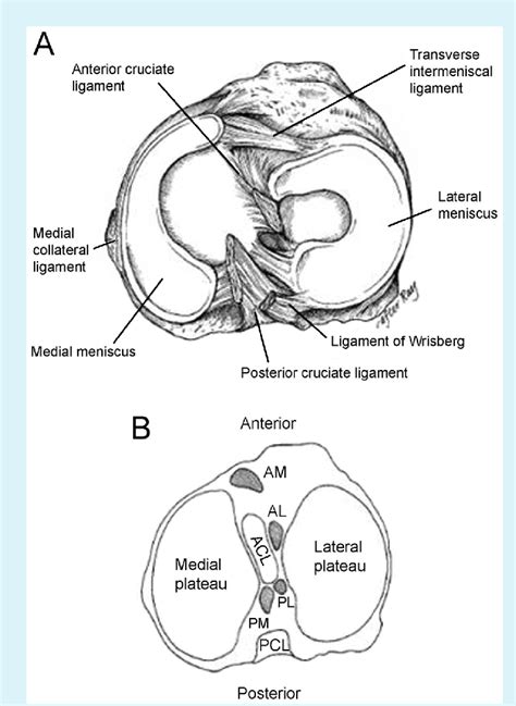 Lateral Meniscus Anatomy