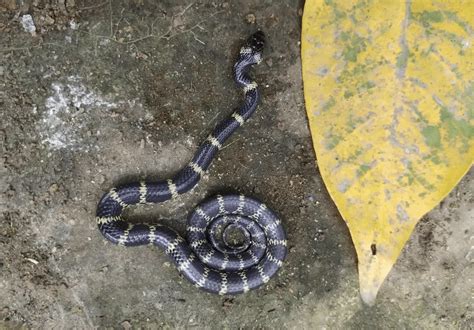 A Jungle Snake I found : r/snakes