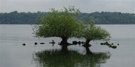 Weird Trees That Must Be Seen to Be Believed | Our Canada