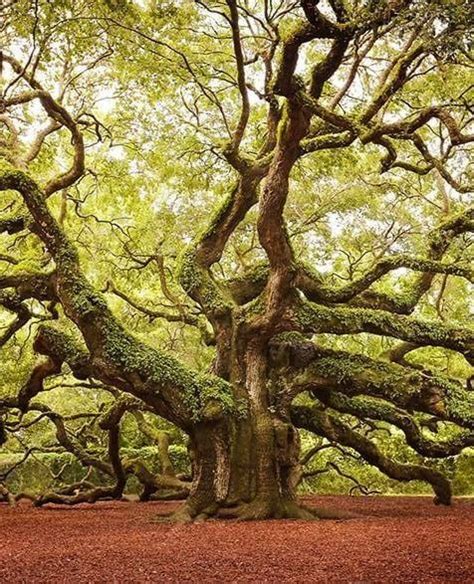 Amazing trees around the world 🌲🌴🌳 | Places to travel, Exotic places ...