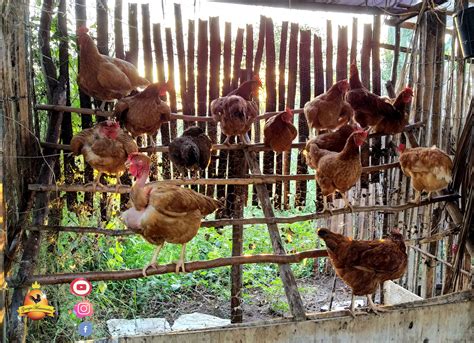 Poleiro Para Galinhas Como Construir Um Galinheiro Viveiros De