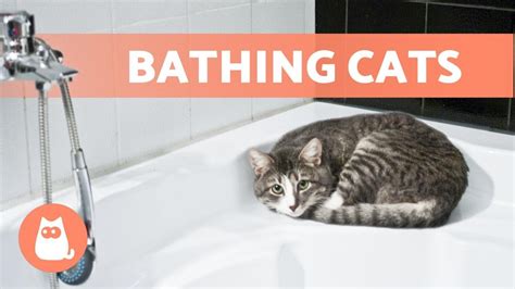 How Often Should I Bathe A Cat Find Out Youtube