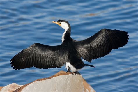 View 15 Anhinga Vs Cormorant - Janainataba