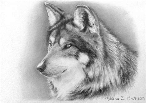 Pencil Drawing Of A Wolf