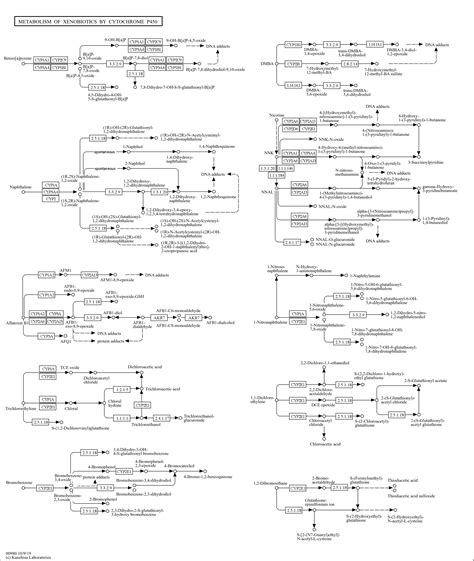 KEGG PATHWAY: Metabolism of xenobiotics by cytochrome P450 - Reference ...