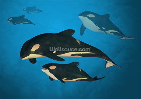 Orca Family Wallpaper | Wallsauce AU