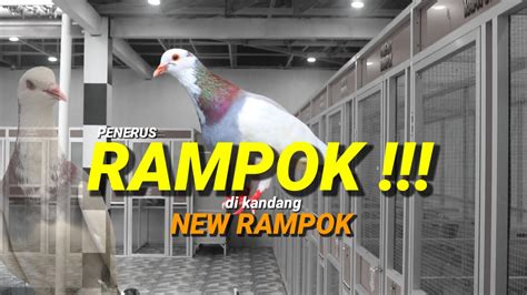 Kandang New Rampok Punya Merpati Calon Penerus Rampok Youtube