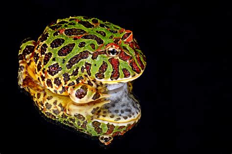 Frog Reflection Macro Free Stock Photo - Public Domain Pictures