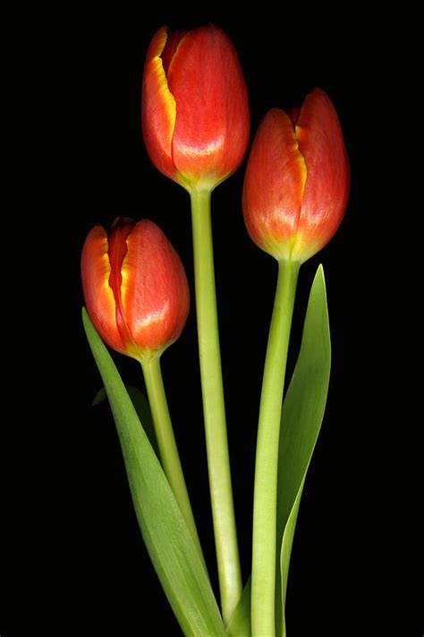 Scanography Photograph Tulip Trio Revisted By Deborah J Humphries