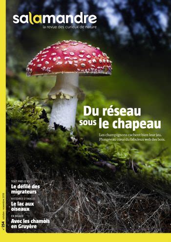 Les champignons peuvent être des alliés des jardiniers La Salamandre