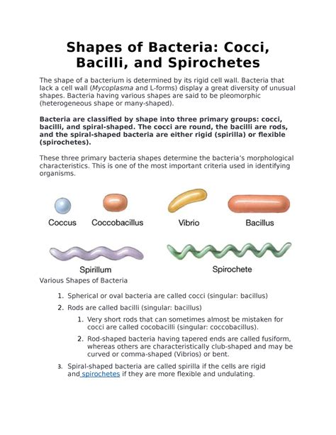 Shapes Of Bacteria Clinical Bacteriology Shapes Of Bacteria Cocci