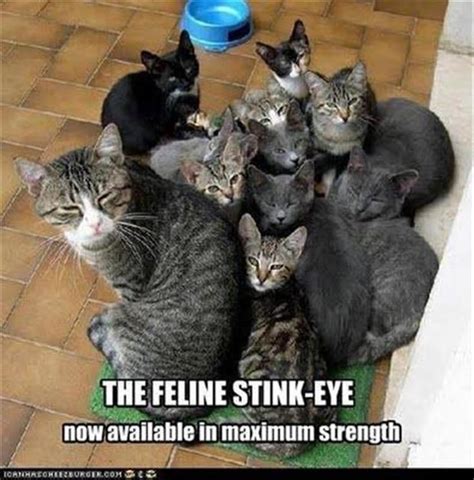 20 Animals Who Are Giving You The Stink Eye Funny Animals Cat Memes