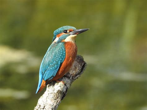 Kingfisher Alcedo Atthis At Rspb Lakenheath Fen Suffo Flickr