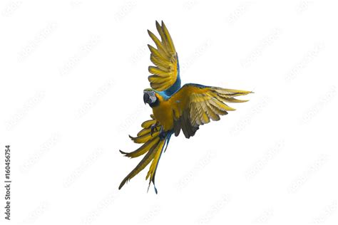 Blue and gold macaw flying on white background Stock Photo | Adobe Stock