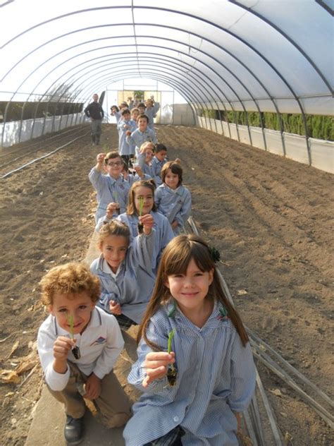 Plantaci N De Cebollas Colegio Concertado La Encarnaci N