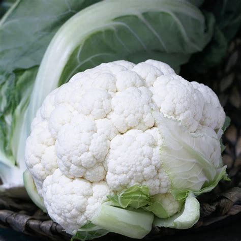 Cauliflower Seeds Twister Variety Cauliflower Seeds Non Gmo 50