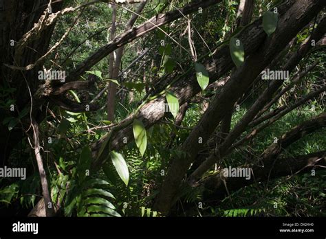 Vanilla Plantations Hi Res Stock Photography And Images Alamy