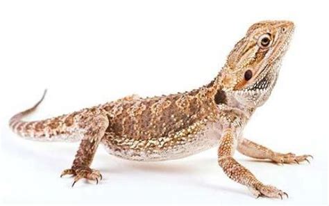 10 Facts About Bearded Dragons Fact File